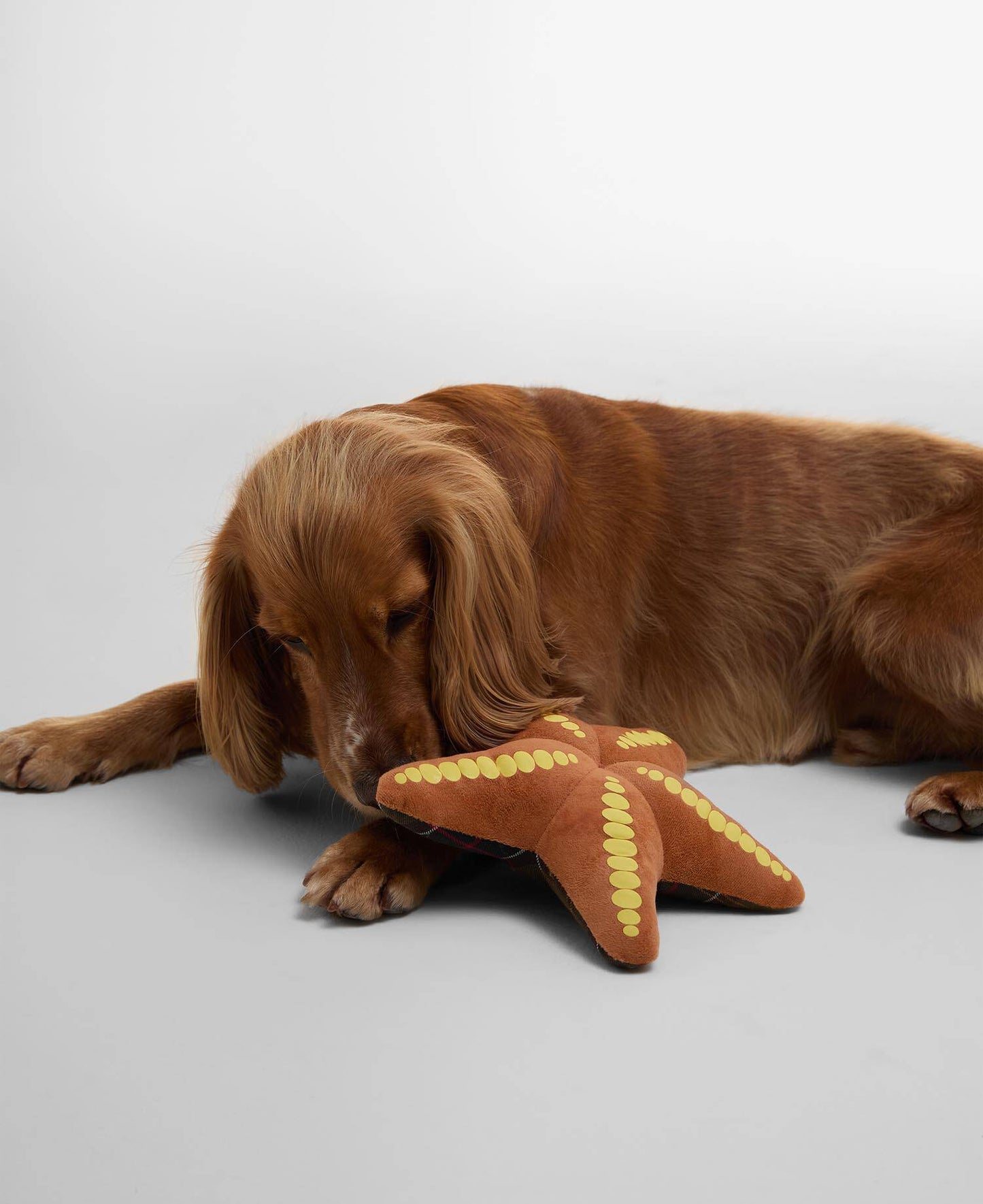 BARBOUR Giocattolo per cani a forma di stella marina